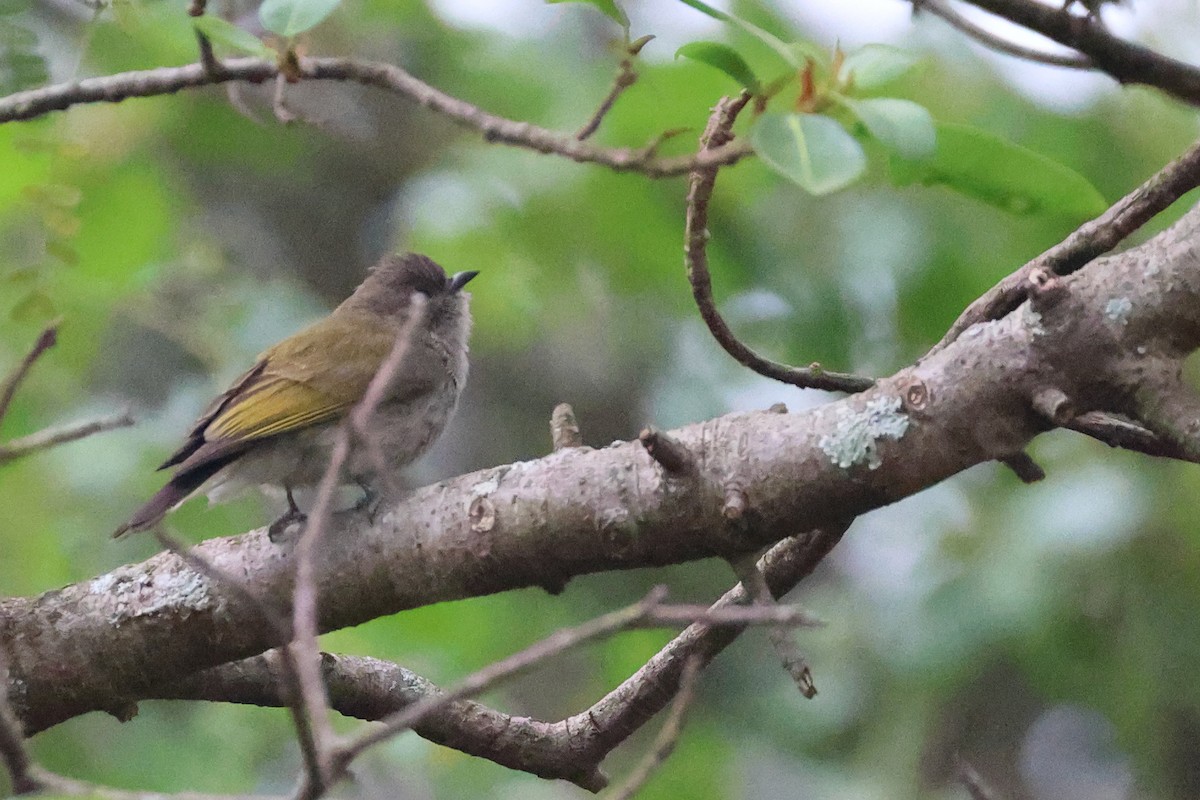 Green-backed Honeybird - ML645942587