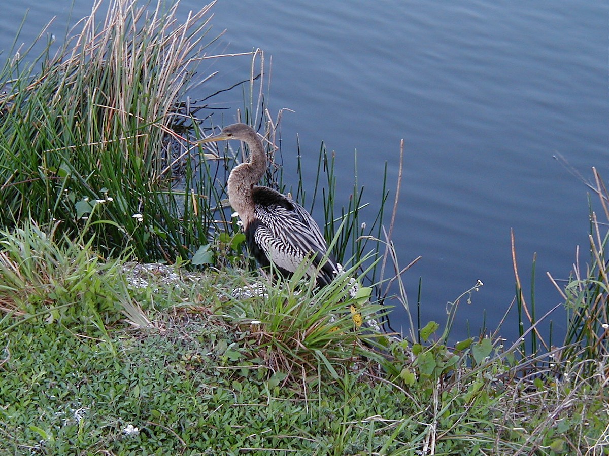 anhinga americká - ML645942589