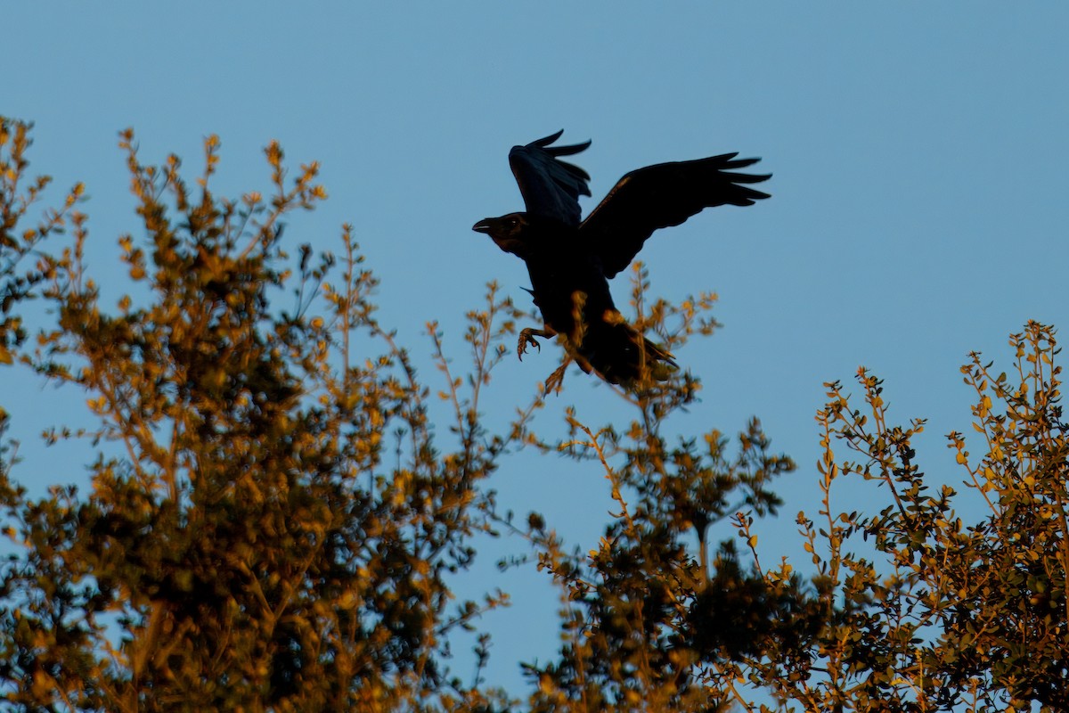 Common Raven - ML645942591