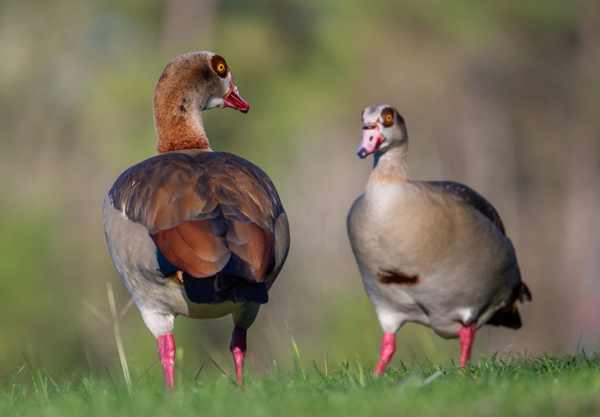 husice nilská - ML645942592