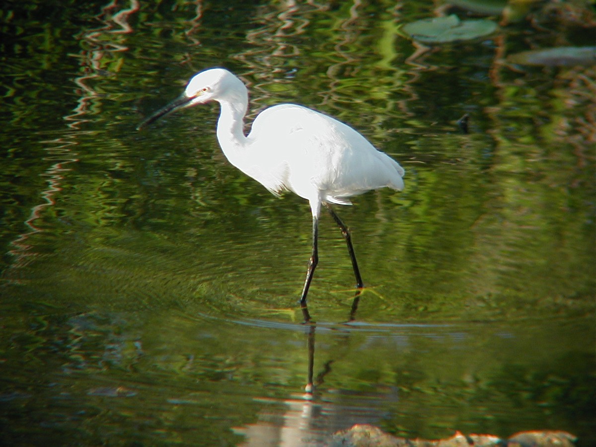 volavka bělostná - ML645942597