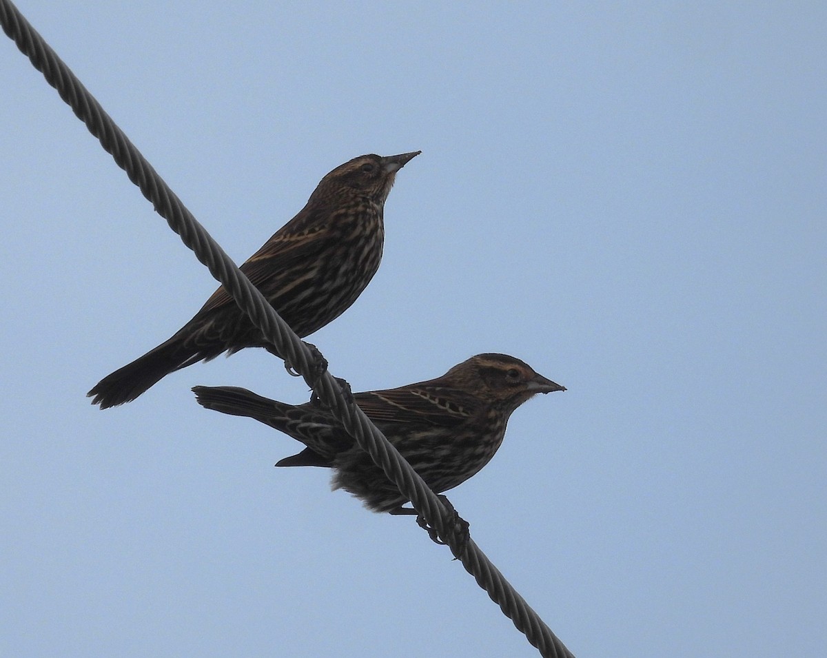 Red-winged Blackbird - ML645942599