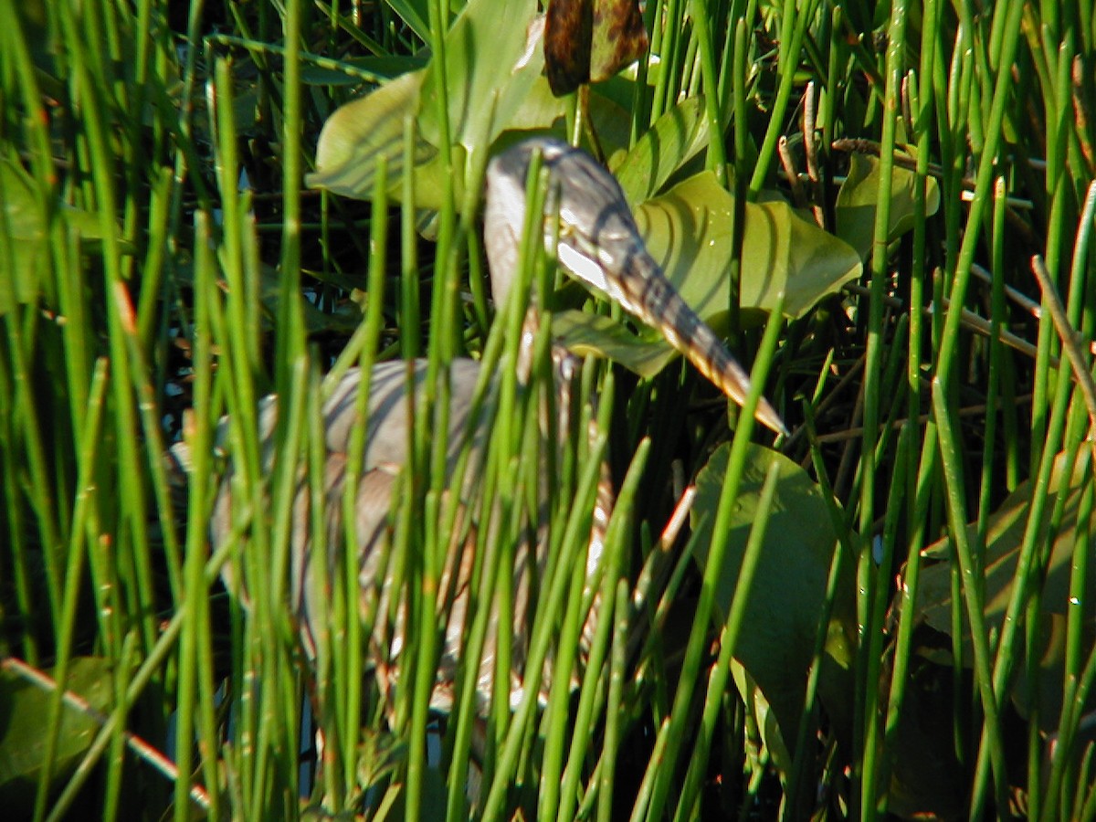 volavka velká - ML645942605