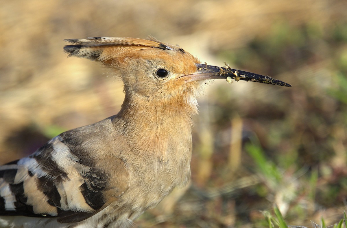 Common Hoopoe - ML645942616