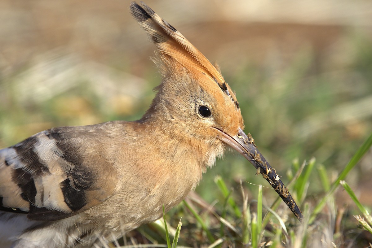 Common Hoopoe - ML645942617