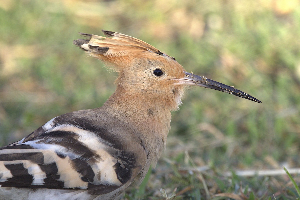 Common Hoopoe - ML645942618