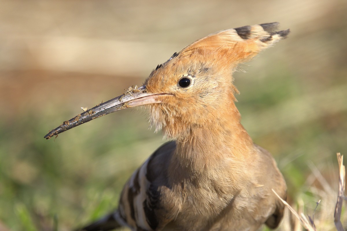 Common Hoopoe - ML645942619