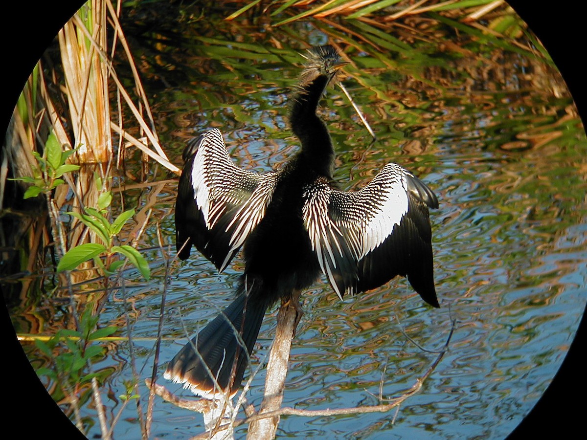 anhinga americká - ML645942626