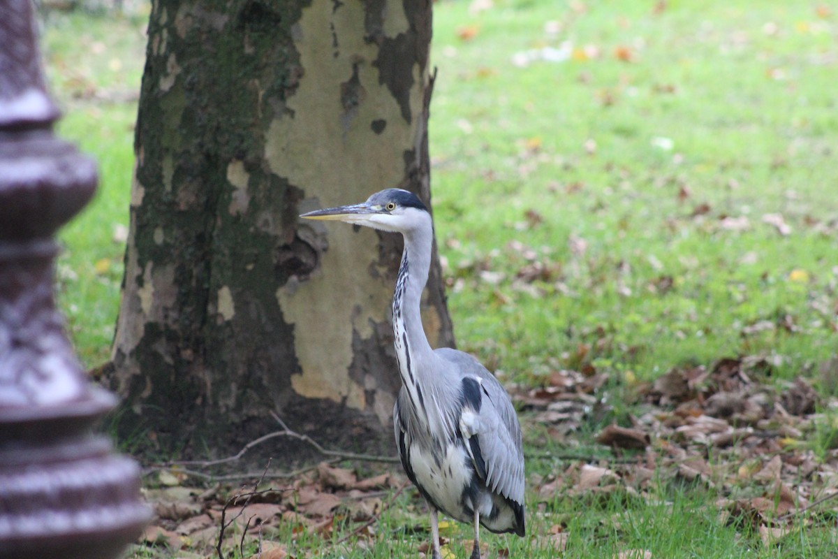 Gray Heron - ML645942627