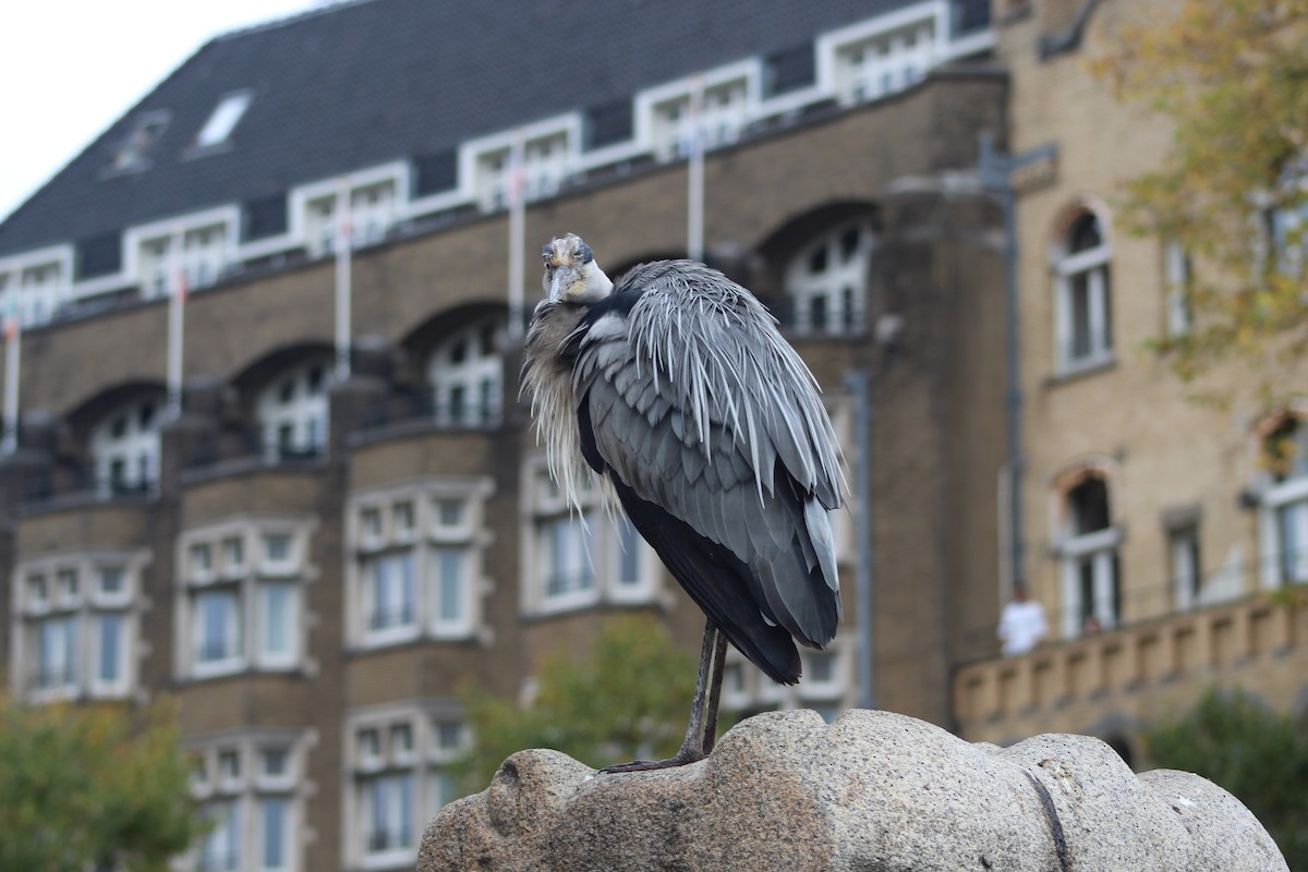 Gray Heron - ML645942628