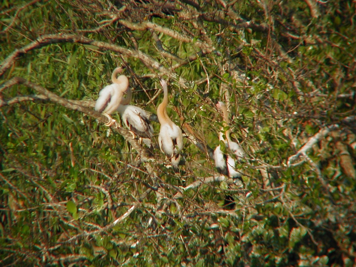 anhinga americká - ML645942629