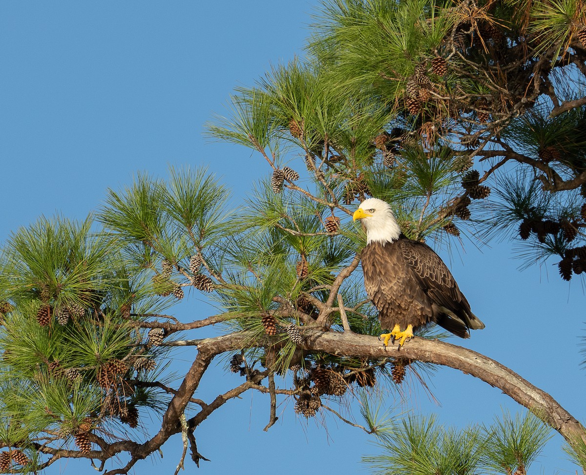 orel bělohlavý - ML645942630