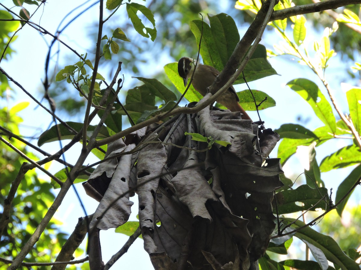 White-collared Foliage-gleaner - ML645942634