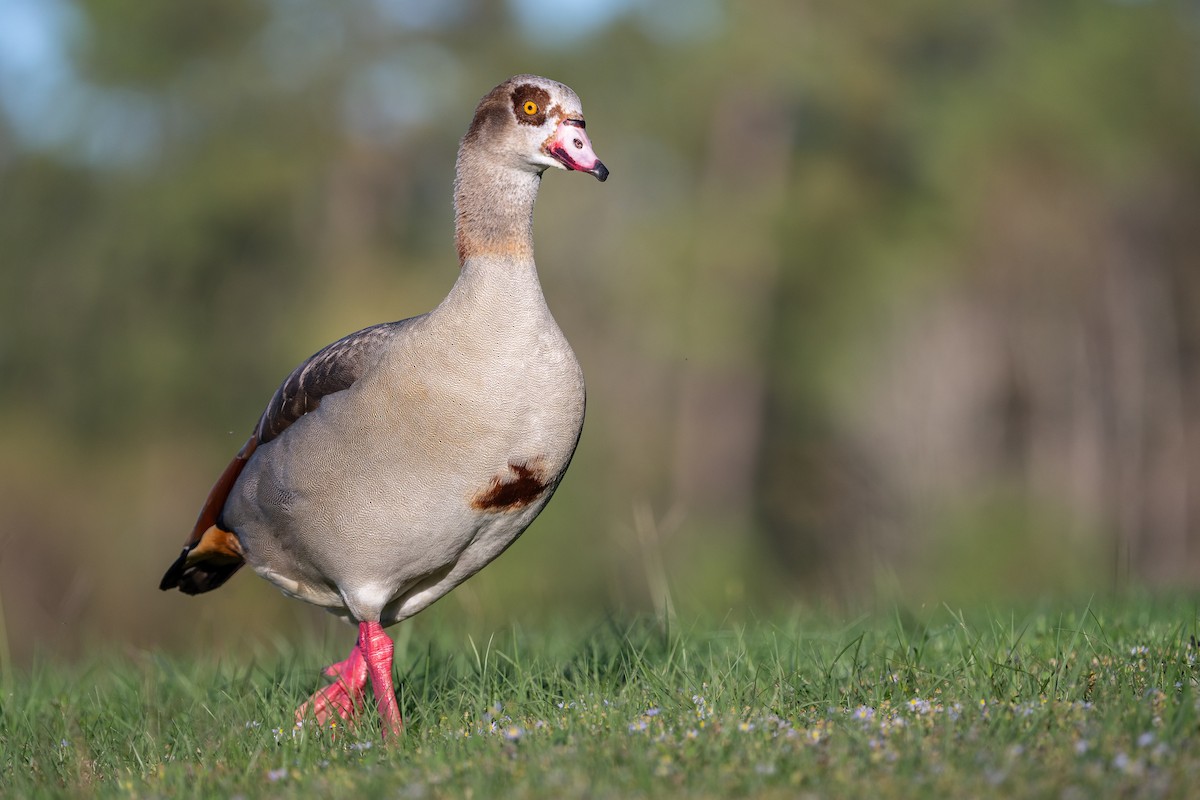 husice nilská - ML645942636