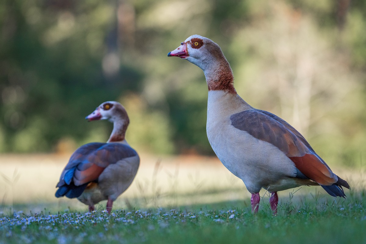 husice nilská - ML645942637