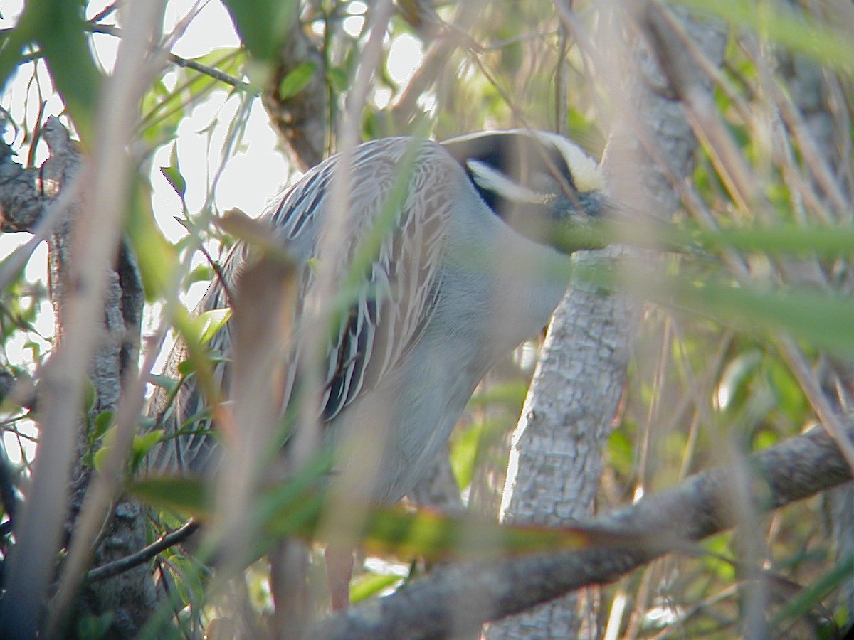 kvakoš žlutočelý - ML645942639