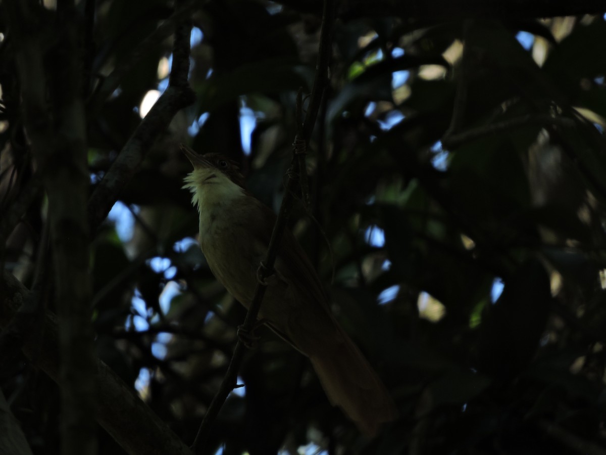 White-eyed Foliage-gleaner - ML645942644