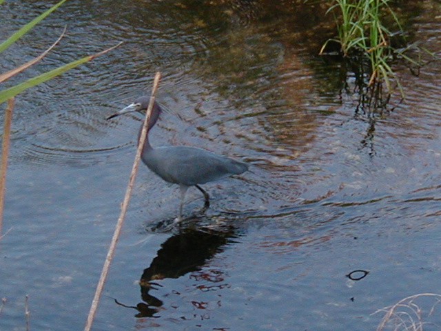 volavka modrošedá - ML645942645