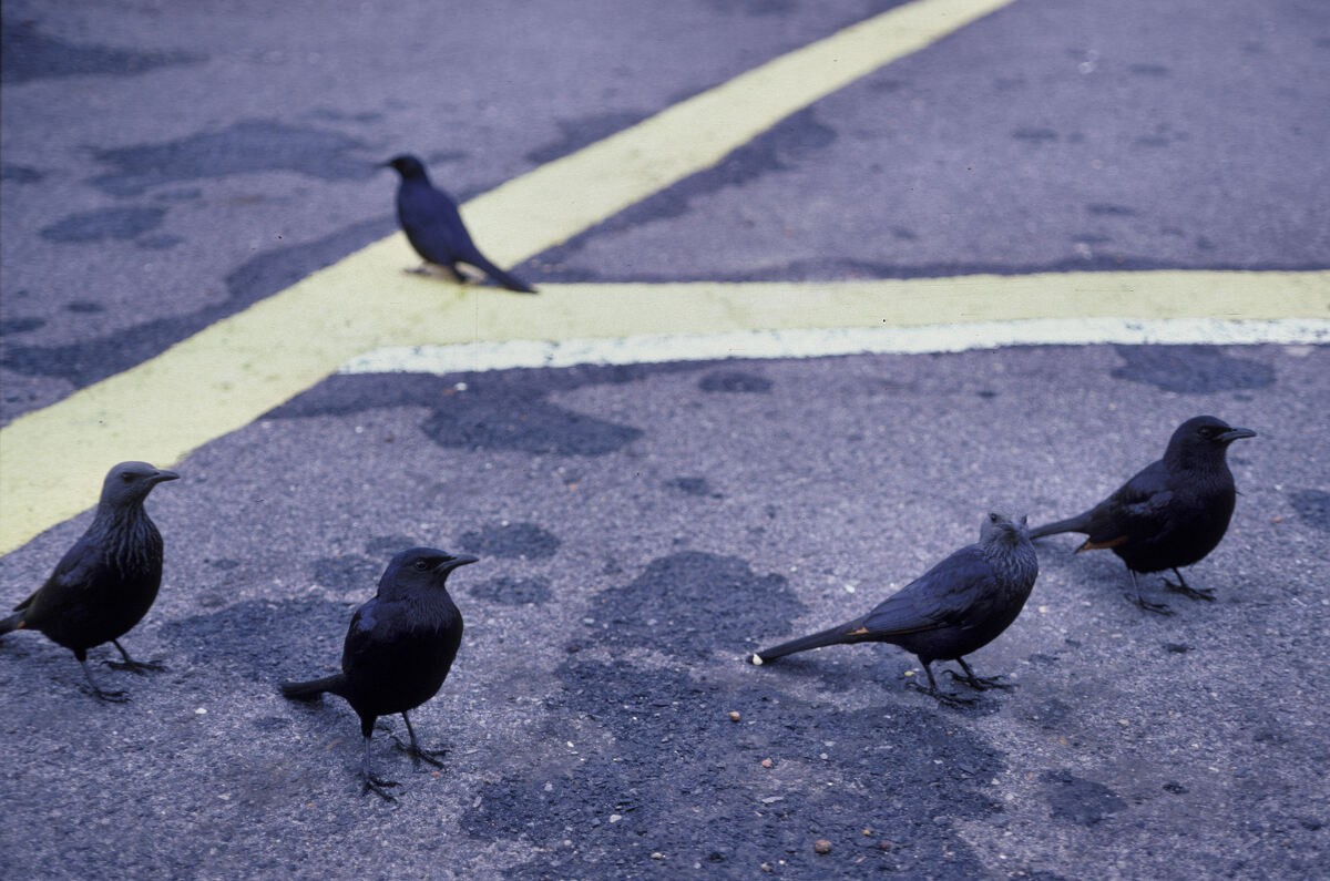 Kızılkanat - ML645942648