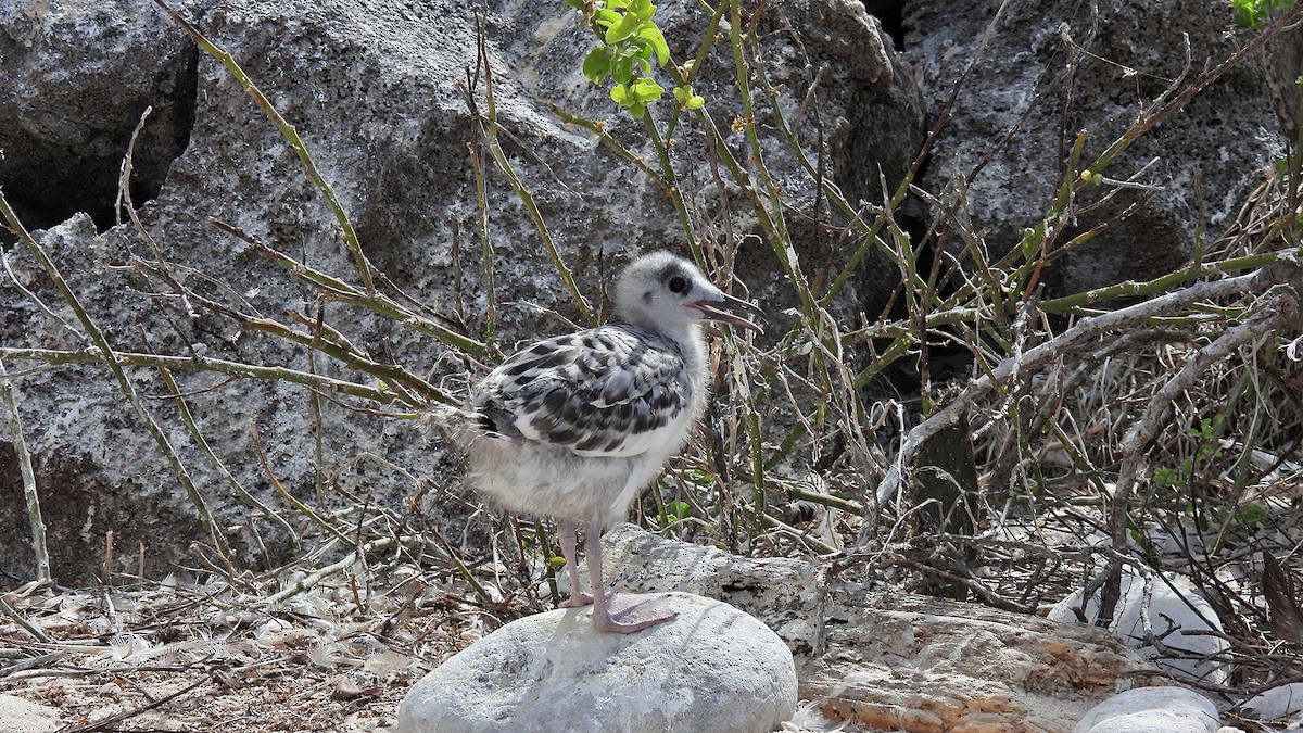 Swallow-tailed Gull - ML645942650