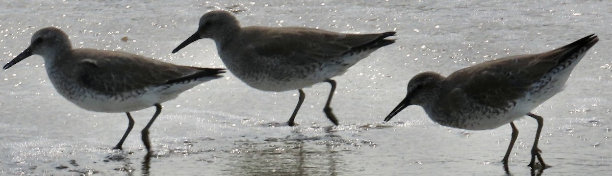 חופית להקנית - ML645942651