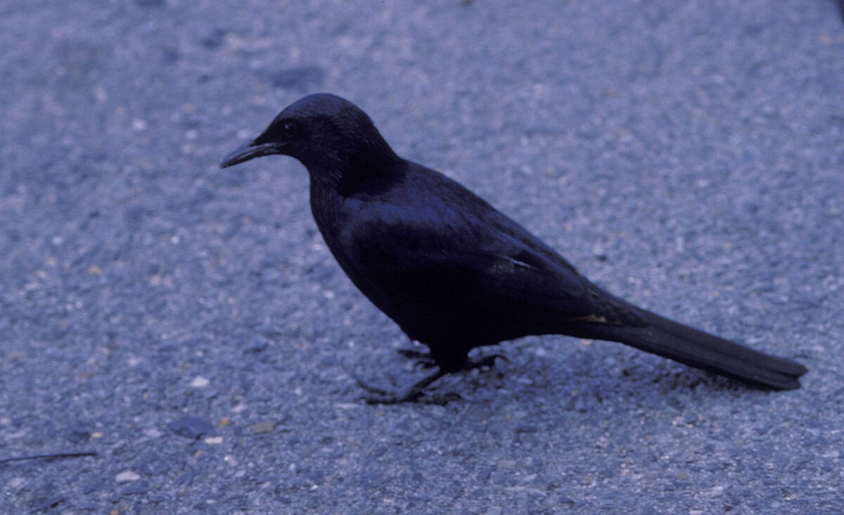 Kızılkanat - ML645942652