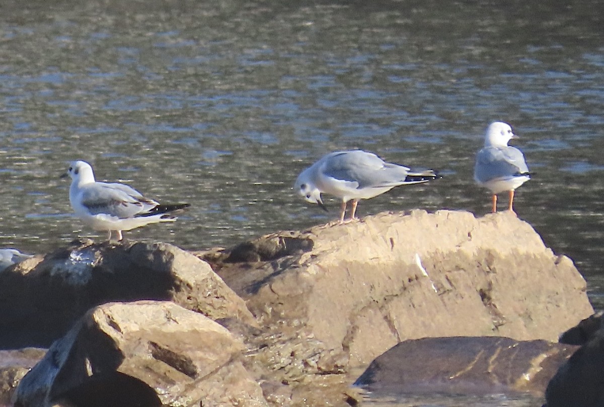 Bonaparte's Gull - ML645942654