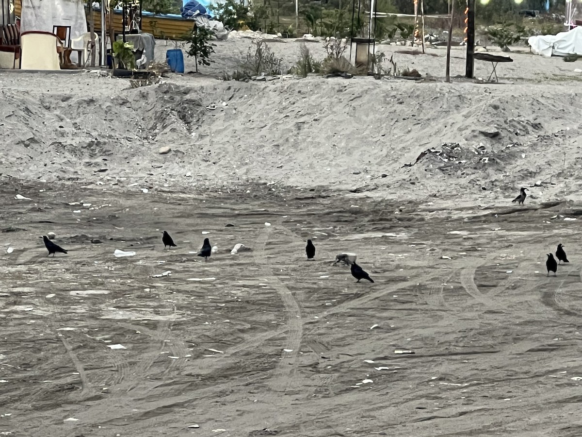 禿鼻鴉 - ML645942656