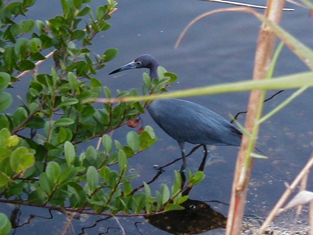 volavka modrošedá - ML645942657