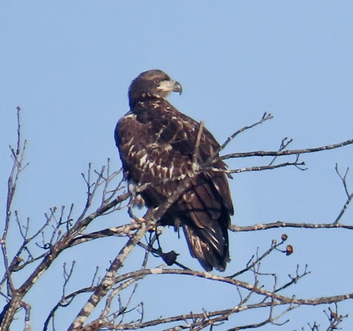 Bald Eagle - ML645942659