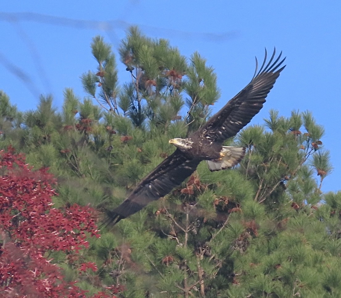 Bald Eagle - ML645942660
