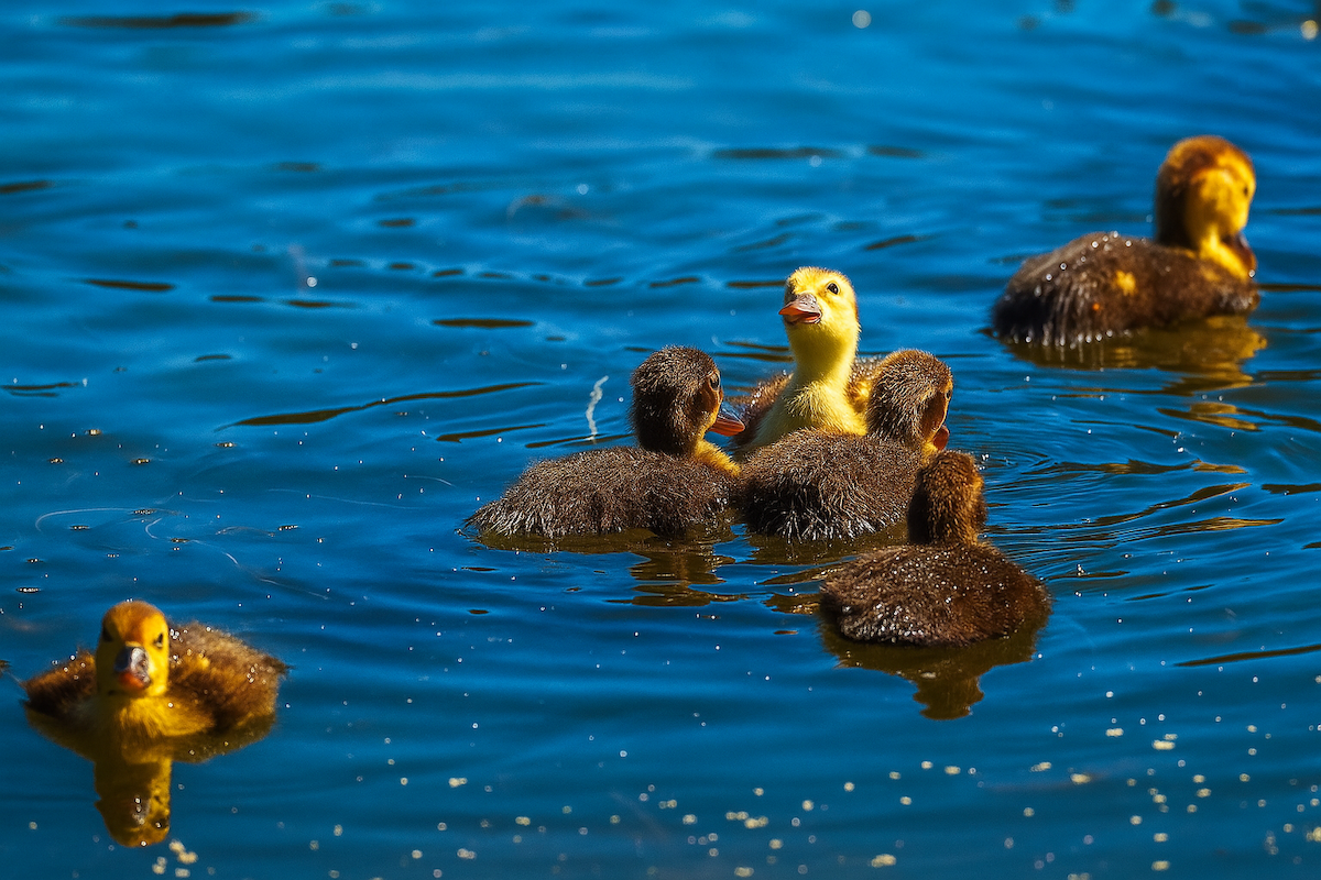 Muscovy Duck (Domestic type) - ML645942670