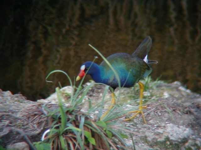 Малая султанка - ML645942676