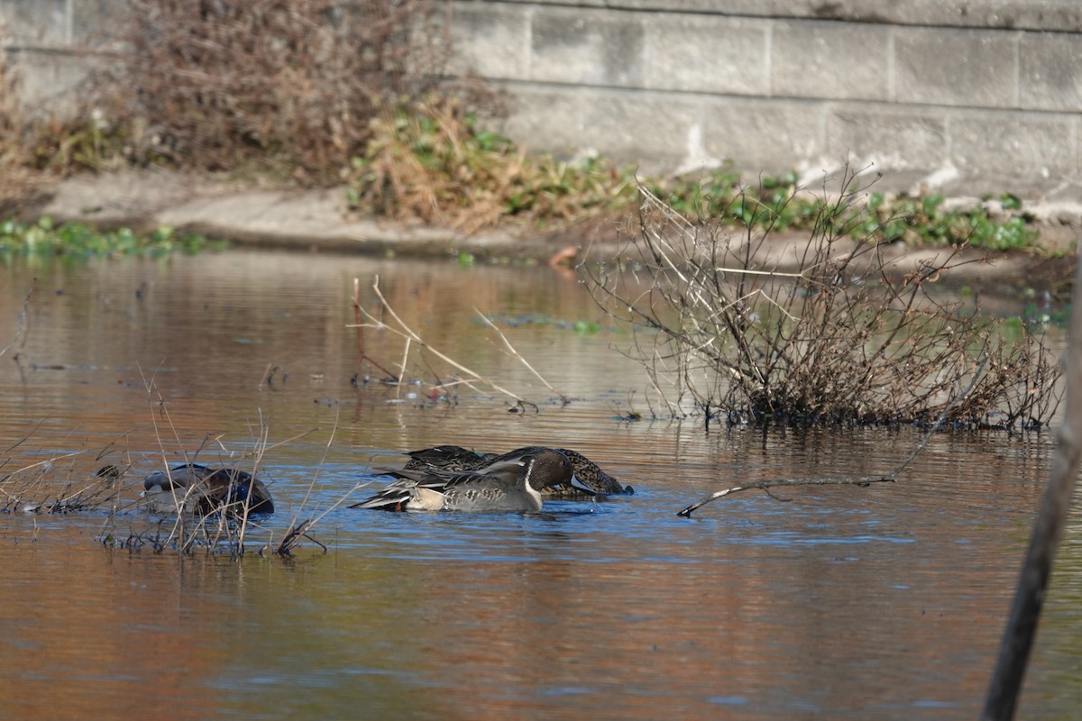 Northern Pintail - ML645942677