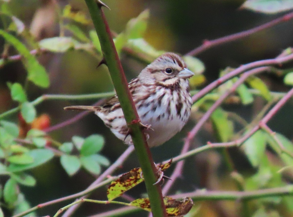 Song Sparrow - ML645942680