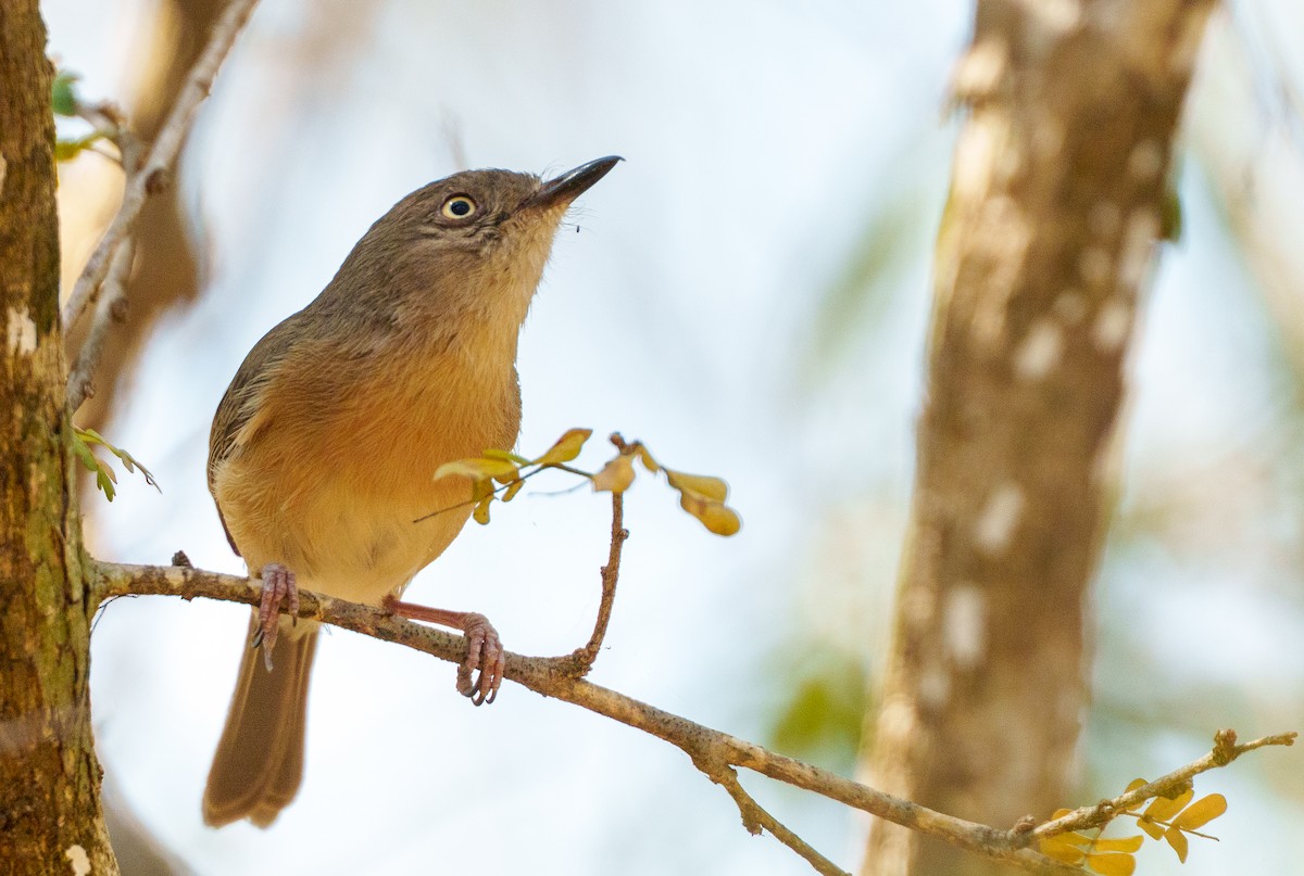 Common Newtonia - ML645942681