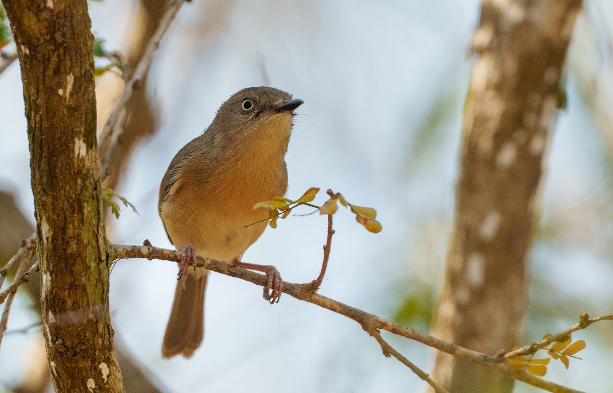 Common Newtonia - ML645942682