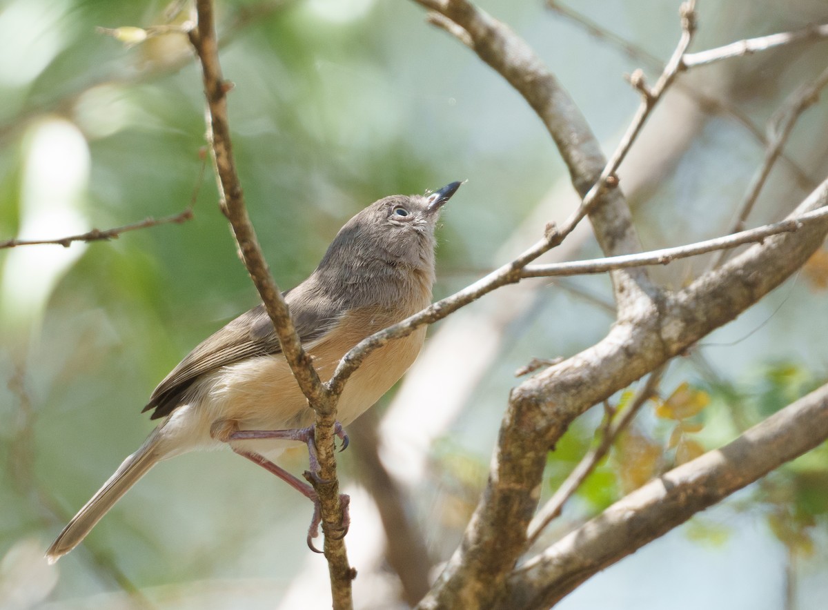 Common Newtonia - ML645942683