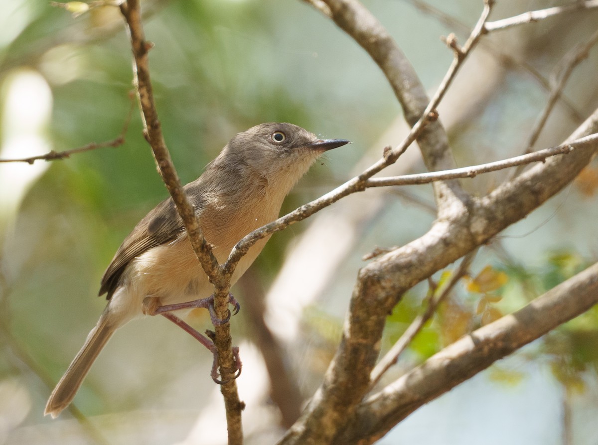 Common Newtonia - ML645942684