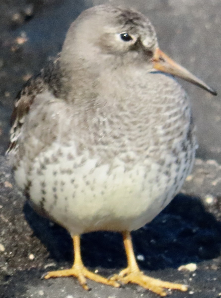 Purple Sandpiper - ML645942685