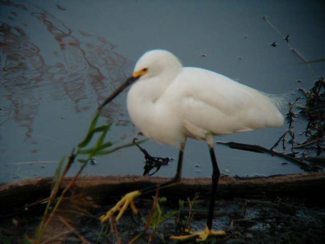 Snowy Egret - ML645942688