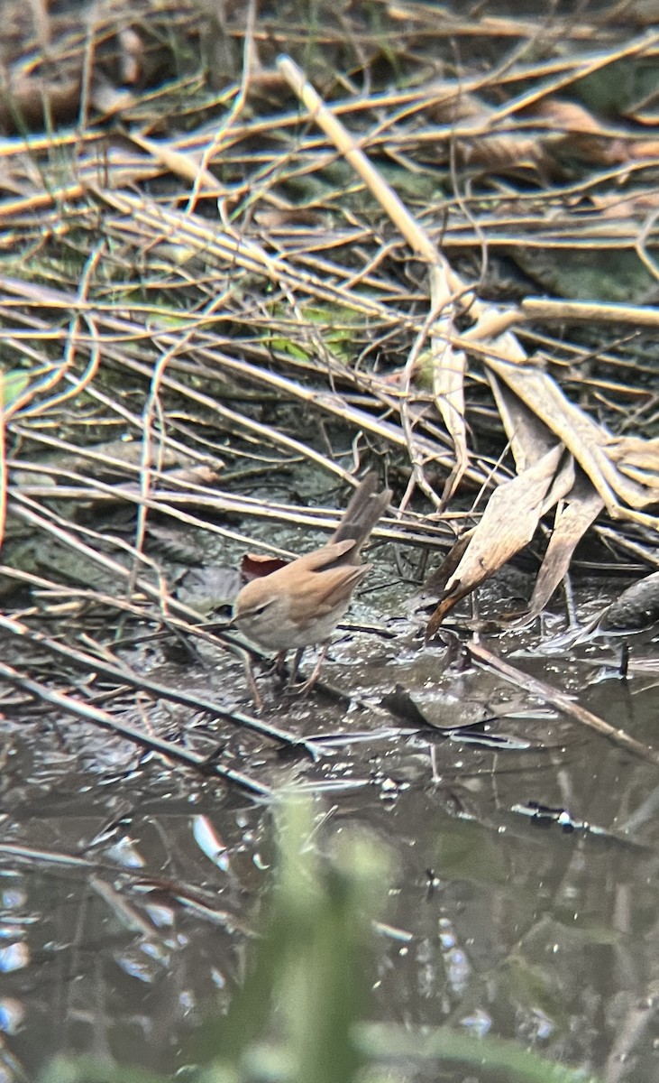 Cetti's Warbler - ML645942690