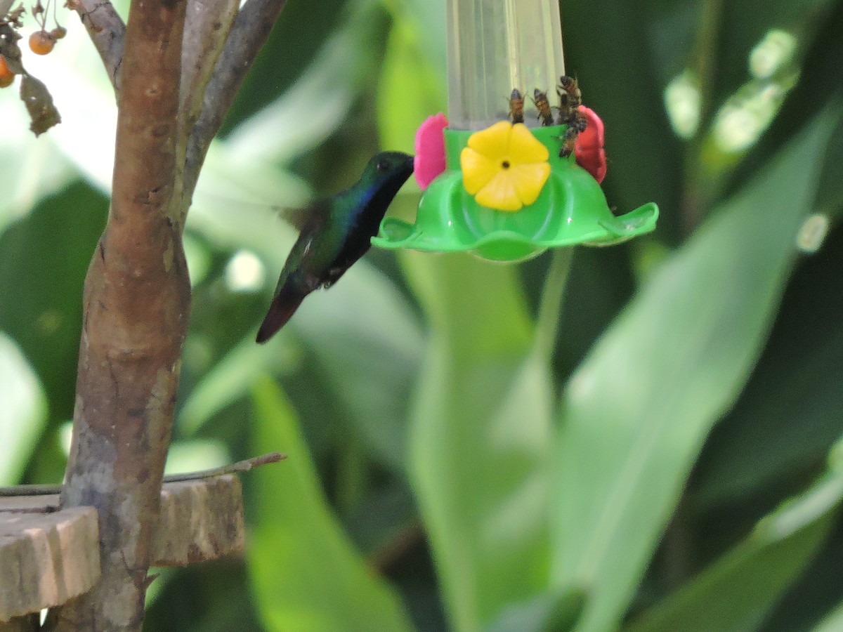 Black-throated Mango - ML645942691