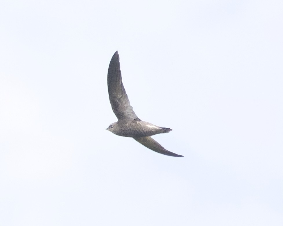 Common Swift - ML645942692