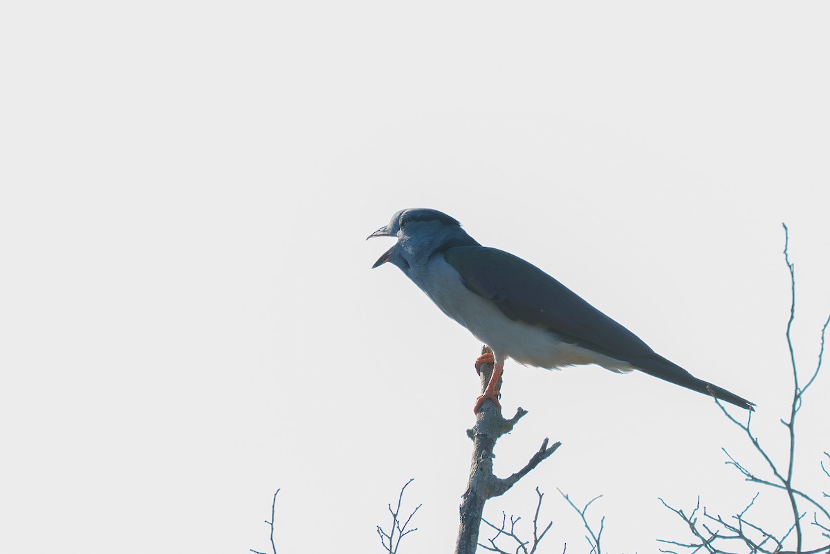 Cuckoo-roller - ML645942693