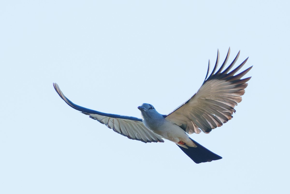 Cuckoo-roller - ML645942695