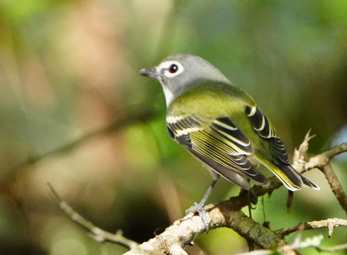 Blue-headed Vireo - ML645942696