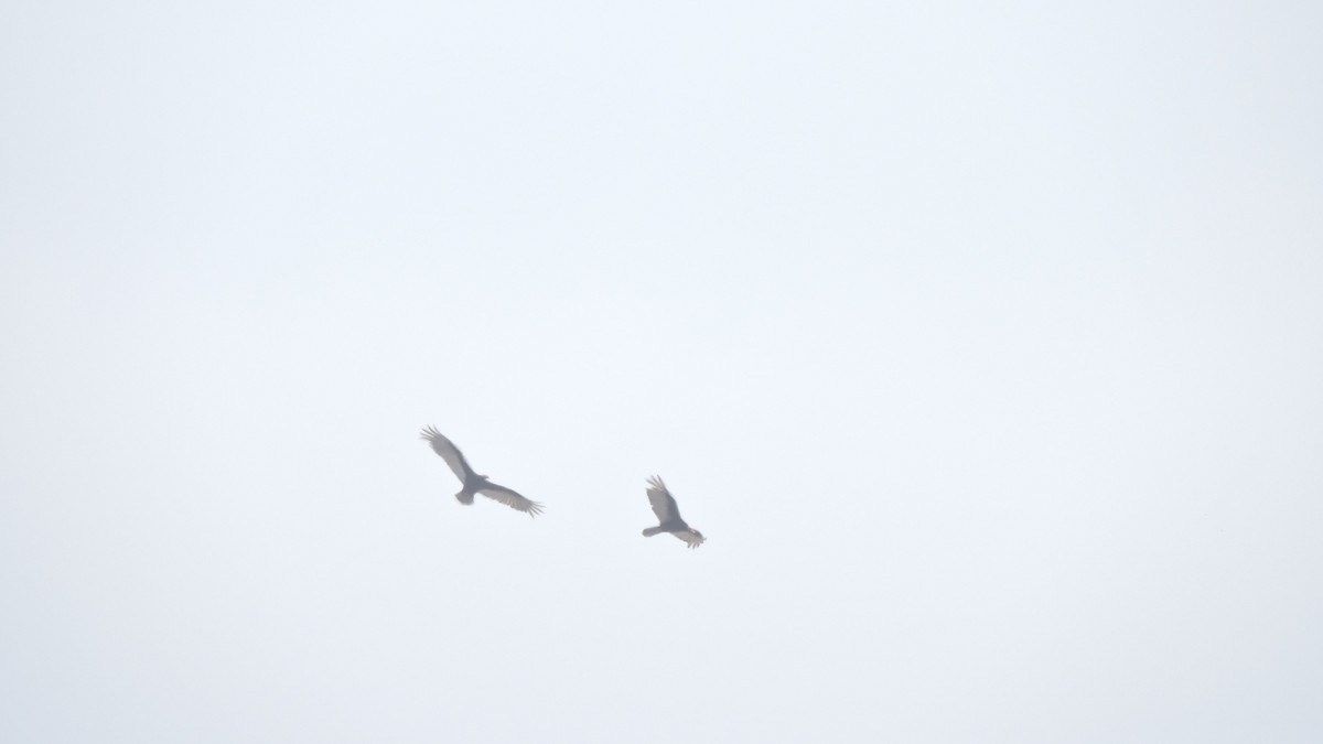 Turkey Vulture - ML645942697