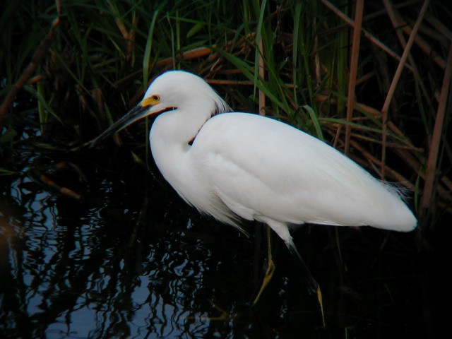 Snowy Egret - ML645942698