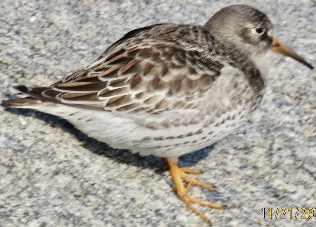Purple Sandpiper - ML645942699